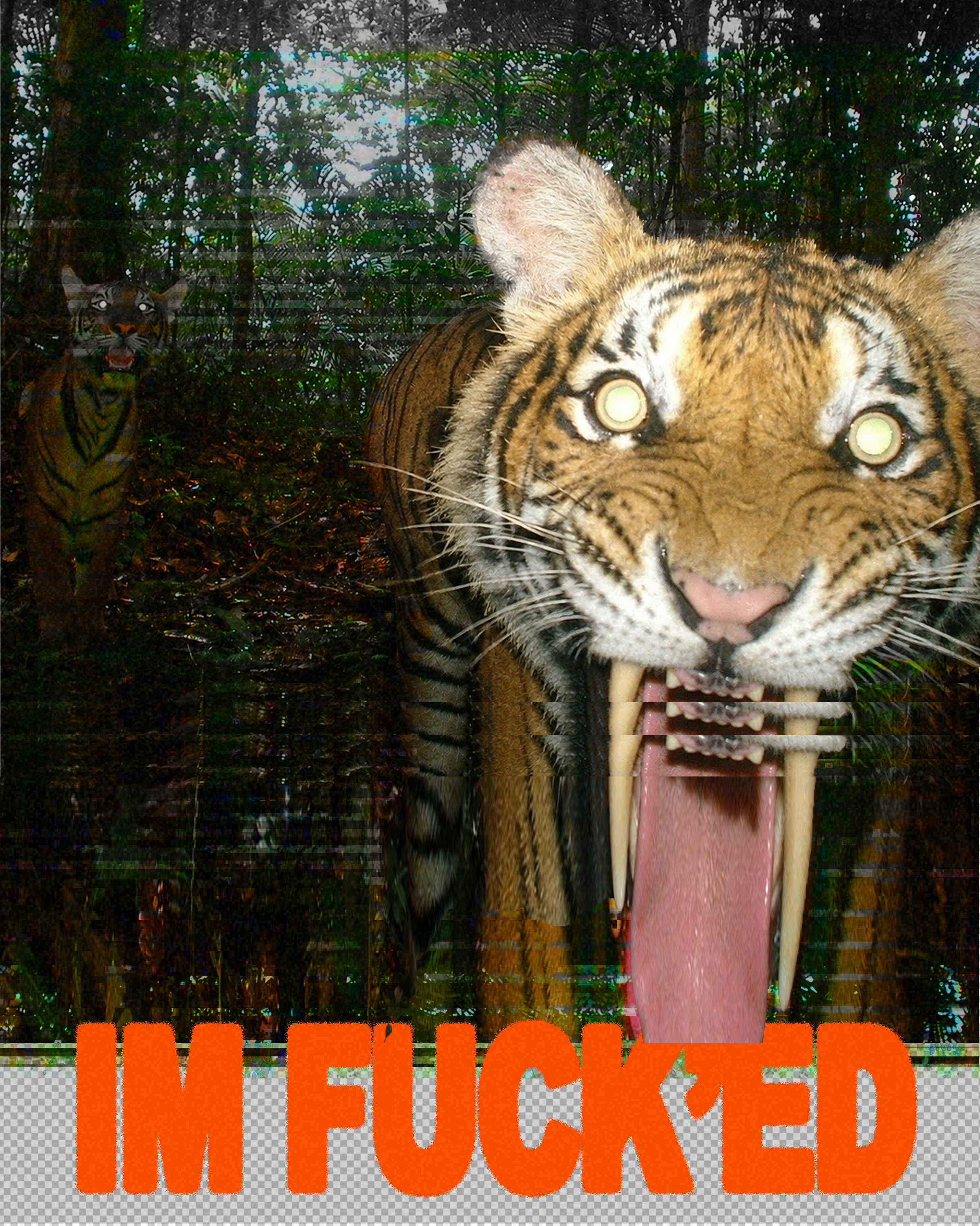 tiger